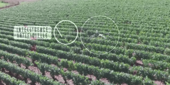 Terabee Sensors Modules TeraRanger One helps ensure vineyard health with drone-based solution
